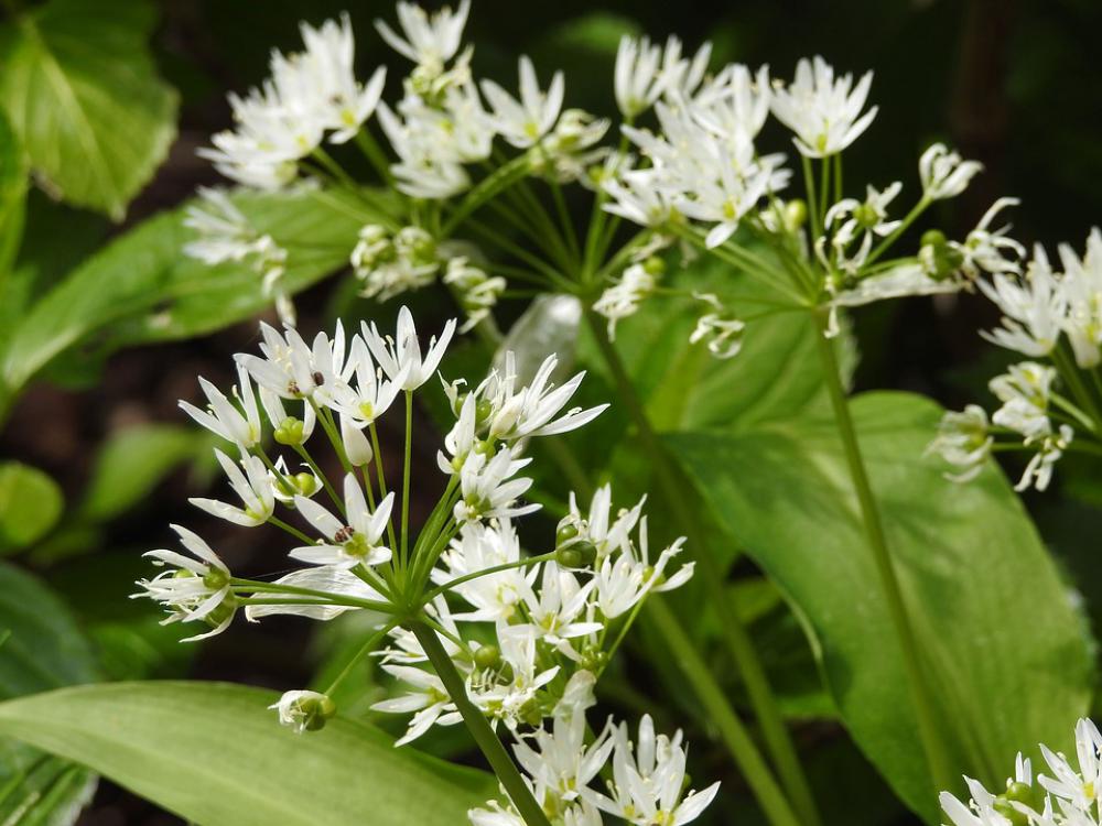 Bear'S Garlic Leek Plant Healthy Wild Spring Bear'S Garlic Leek Plant Healthy Wild Spring