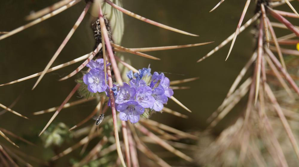 Bee Texture Purple Flower Nature Spring Insects Bee Texture Purple Flower Nature Spring Insects