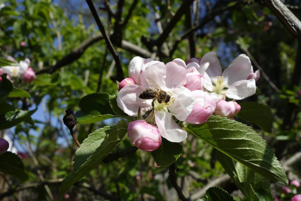 Bees Apple Nectar Pollination Blossom Bloom Bees Apple Nectar Pollination Blossom Bloom