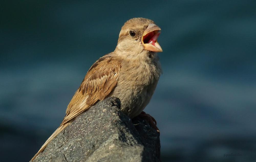 Bird Nature Marine Blue Beach Bird Nature Marine Blue Beach