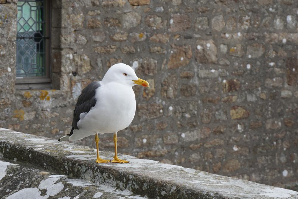 Bird Nature Animal White Seagull Bird Nature Animal White Seagull