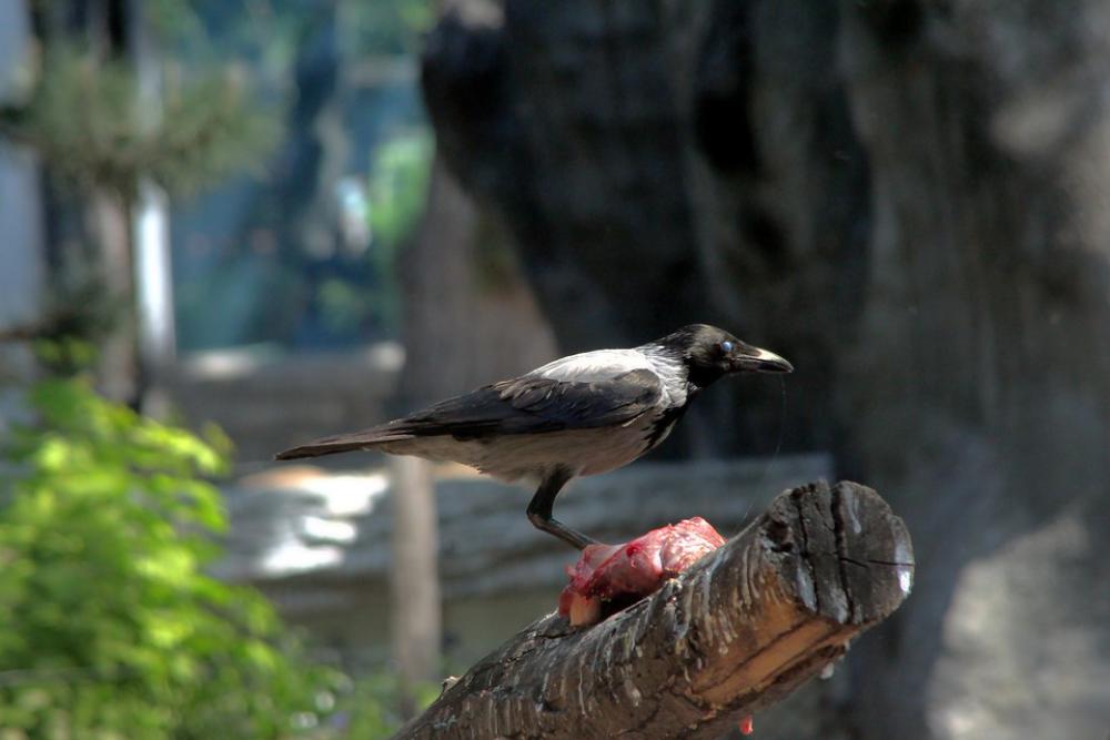 Bird Crow Zoo Wild World Bird Crow Zoo Wild World