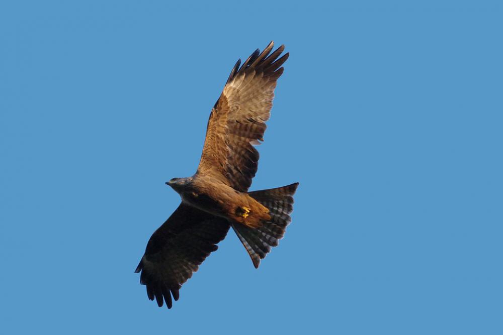 Black Milan Bird Of Prey Milan Nature Raptor Black Milan Bird Of Prey Milan Nature Raptor