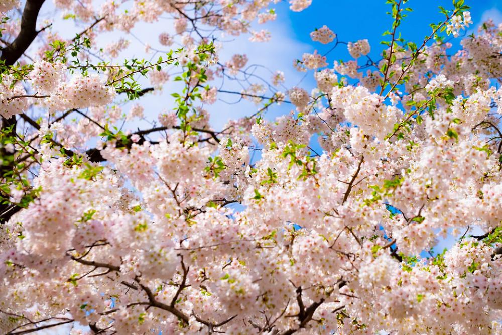 Blossom Tree Pink Spring Nature April Flower Blossom Tree Pink Spring Nature April Flower