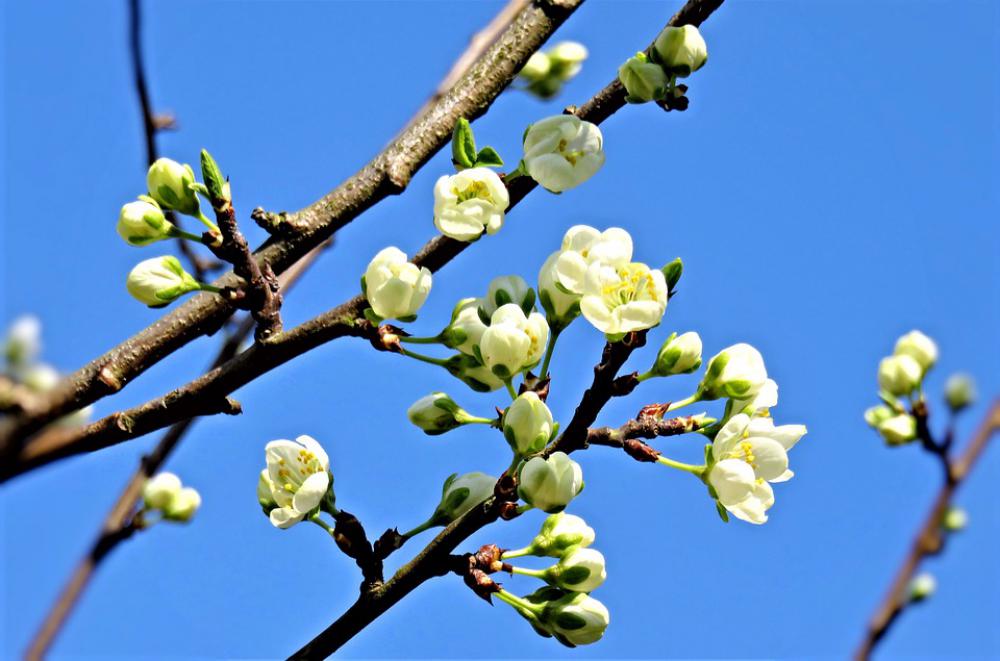 Blossom Plum Tree Fruit Tree Spring White Flowers Blossom Plum Tree Fruit Tree Spring White Flowers