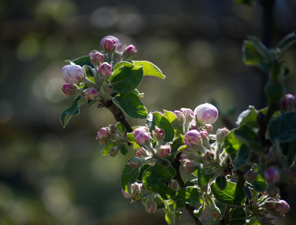 Blossom Bloom White Red Pink Green Spring Nature Blossom Bloom White Red Pink Green Spring Nature