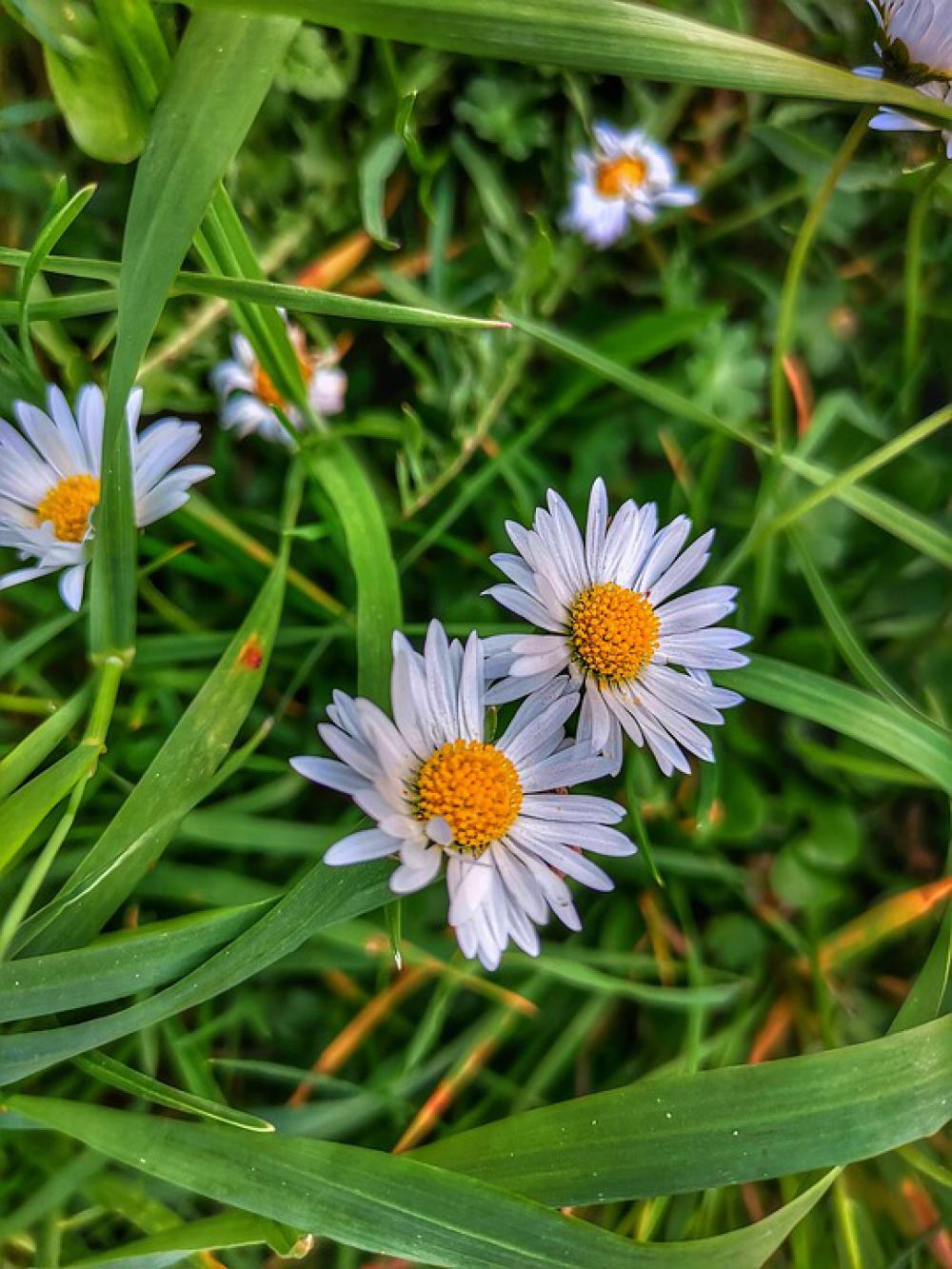 Blumen Flowers Grenn Details Flowers Head Natur Blumen Flowers Grenn Details Flowers Head Natur