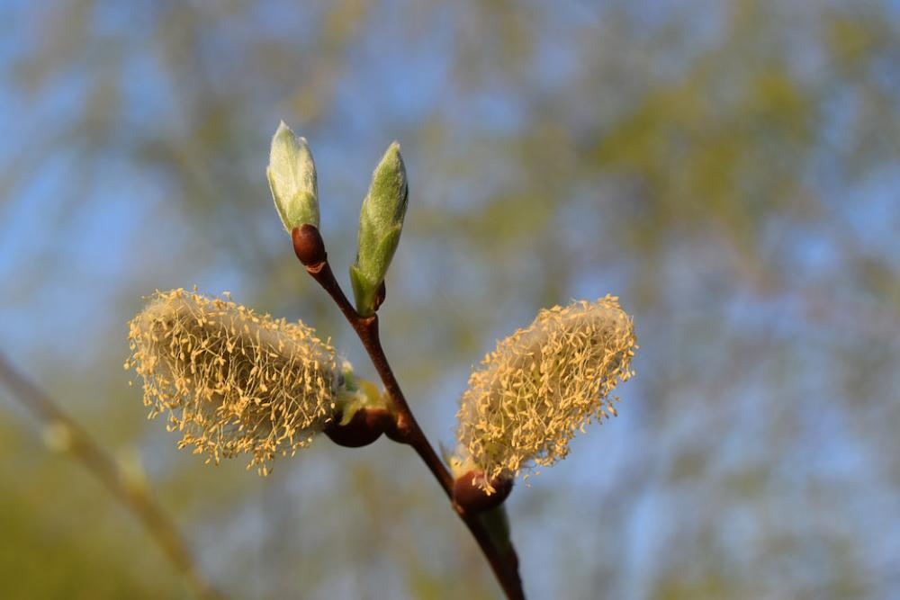 Bud Tree Flower Spring Bloom Yellow Blossom Bud Tree Flower Spring Bloom Yellow Blossom