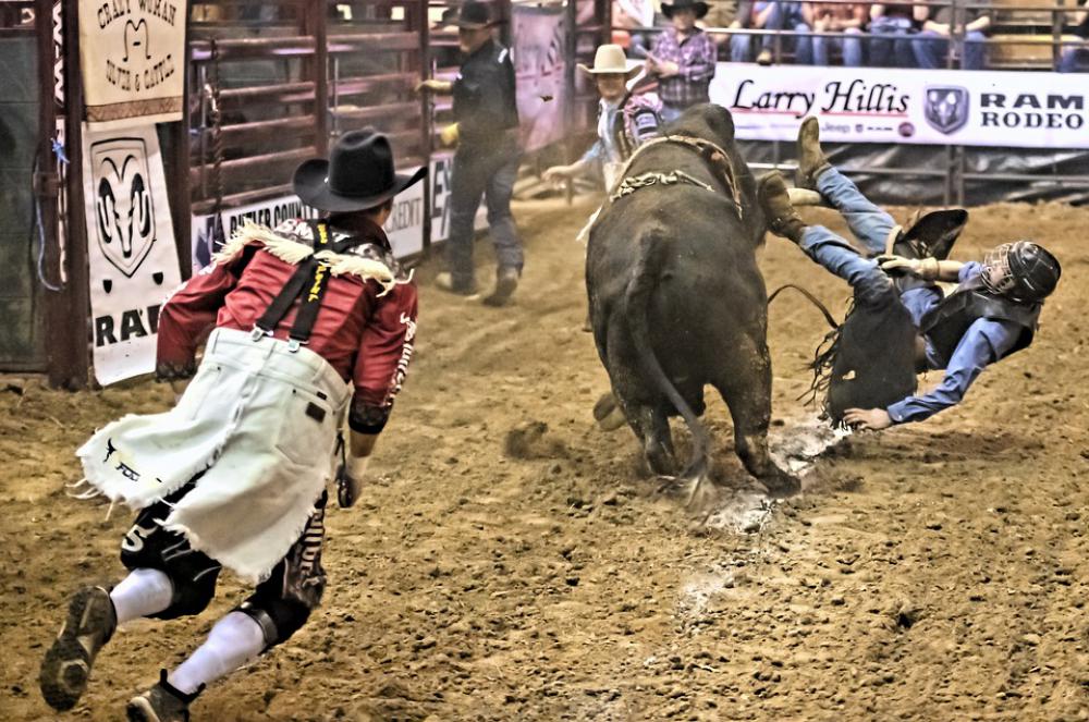Bull Rider Bull Rodeo Competition Arena Sport Bull Rider Bull Rodeo Competition Arena Sport