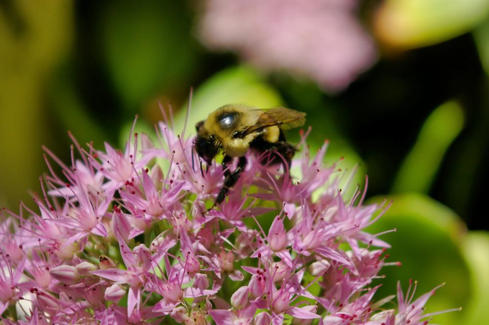 Bumblebee Bumble Bee Bee Insect Nature Wings Bumblebee Bumble Bee Bee Insect Nature Wings