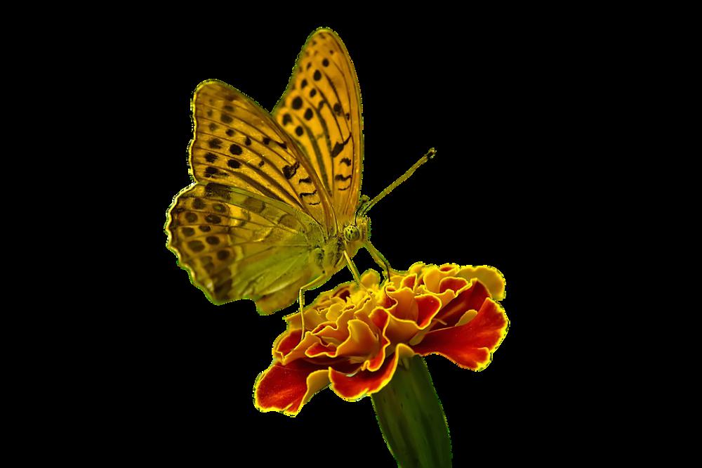 Butterfly Flower Nature Butterfly Flower Nature