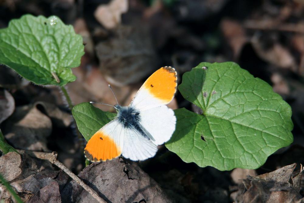 Butterfly Aurora Wings Spring Colors Nature Butterfly Aurora Wings Spring Colors Nature