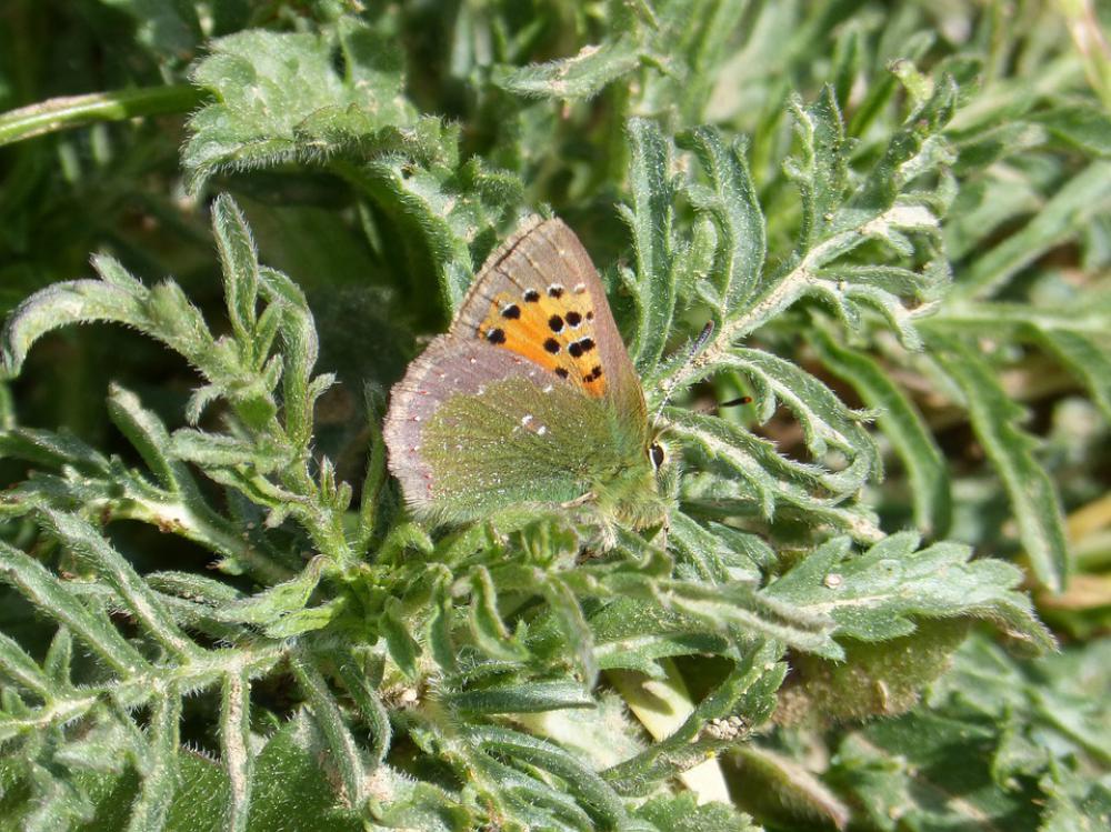Butterfly Callophrys Rubi Verdeta D Ull Blanc Small Butterfly Callophrys Rubi Verdeta D Ull Blanc Small