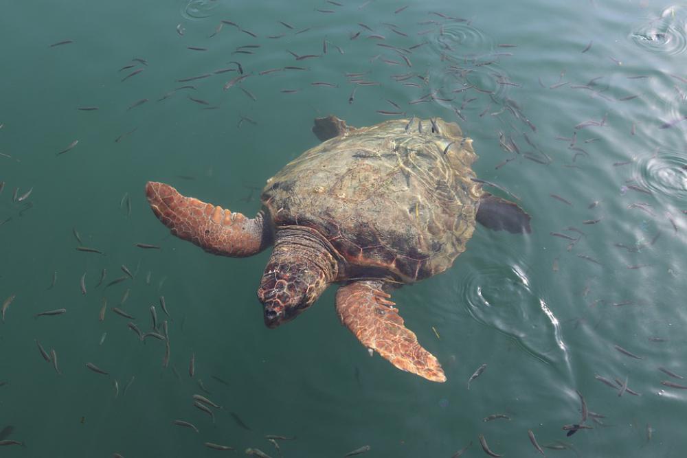 Caretta Caretta Caretta Sea Turtle Animal Wildlife Caretta Caretta Caretta Sea Turtle Animal Wildlife