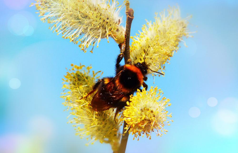 Cat Bazia Spring Bumblebee Gas Insect Cat Bazia Spring Bumblebee Gas Insect