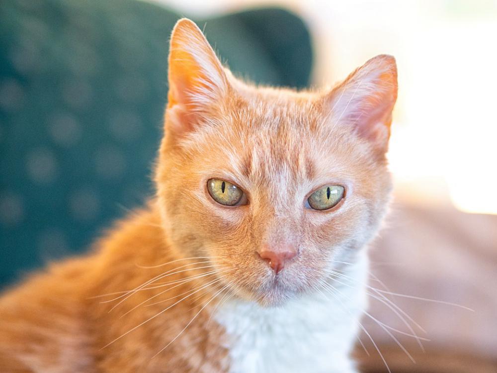 Cat Orange Cute Feline Fur Portrait Eyes Kitty Cat Orange Cute Feline Fur Portrait Eyes Kitty