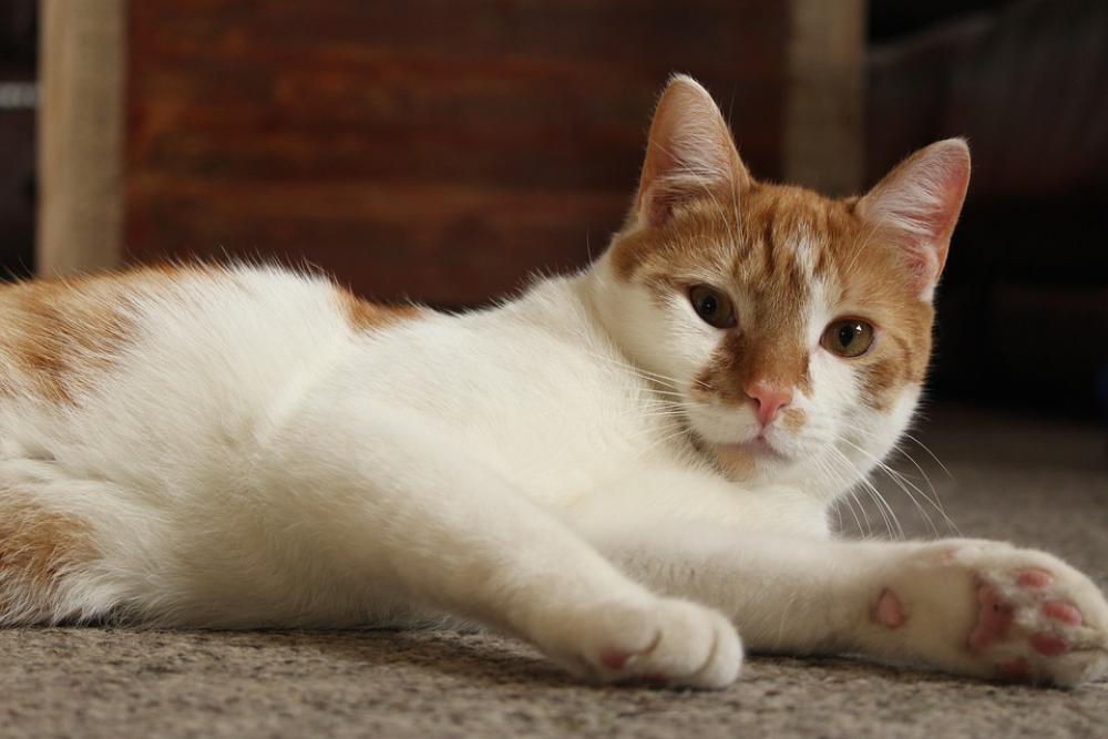 Cat Kitten Orange Animal Pet Cute Feline Kitty Cat Kitten Orange Animal Pet Cute Feline Kitty
