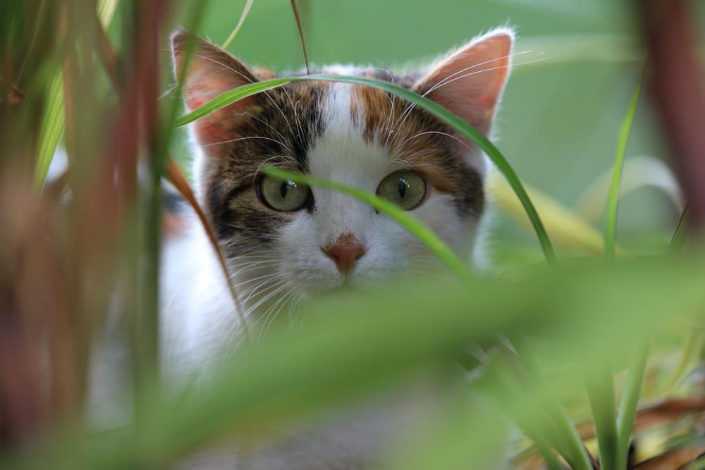 Cat Grass Curious Cat Grass Curious