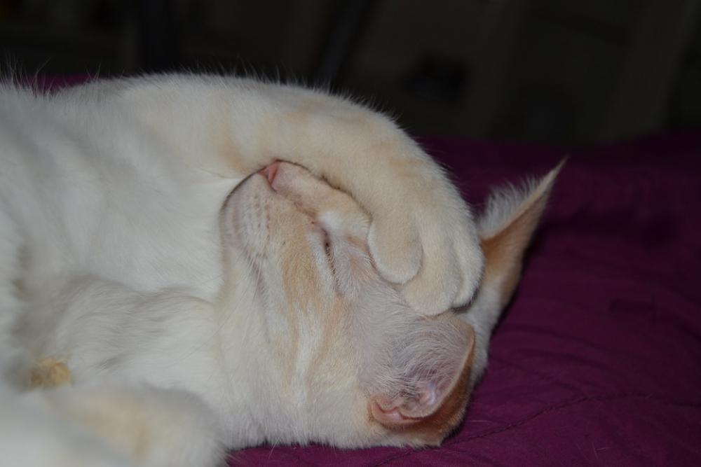 Cats Sleeping Cat Animals Cute Pet Feline Animal Cats Sleeping Cat Animals Cute Pet Feline Animal