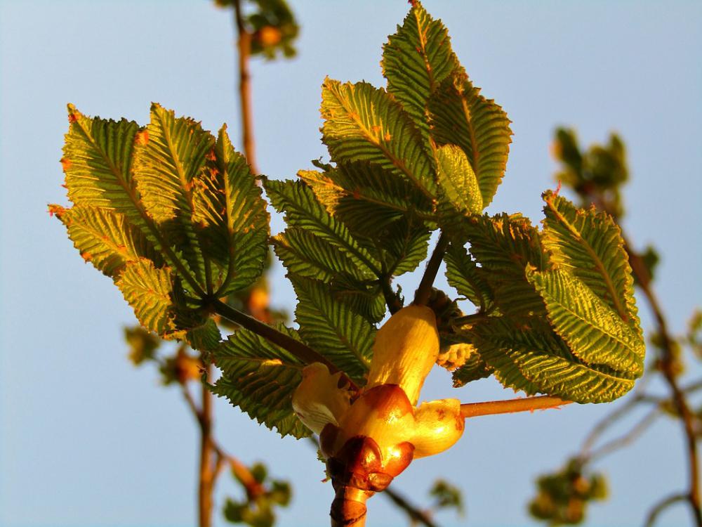 Chestnut Tree Aesthetic Bud Sky Blue Green Leaves Chestnut Tree Aesthetic Bud Sky Blue Green Leaves