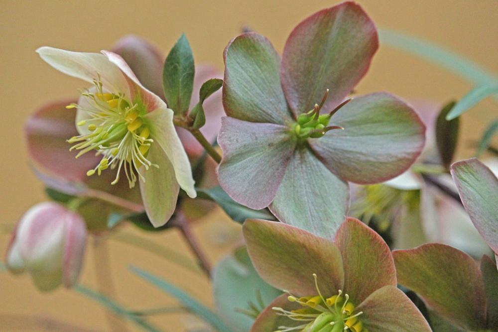 Christmas Rose Winterblueher Anemone Blanda Blossom Christmas Rose Winterblueher Anemone Blanda Blossom