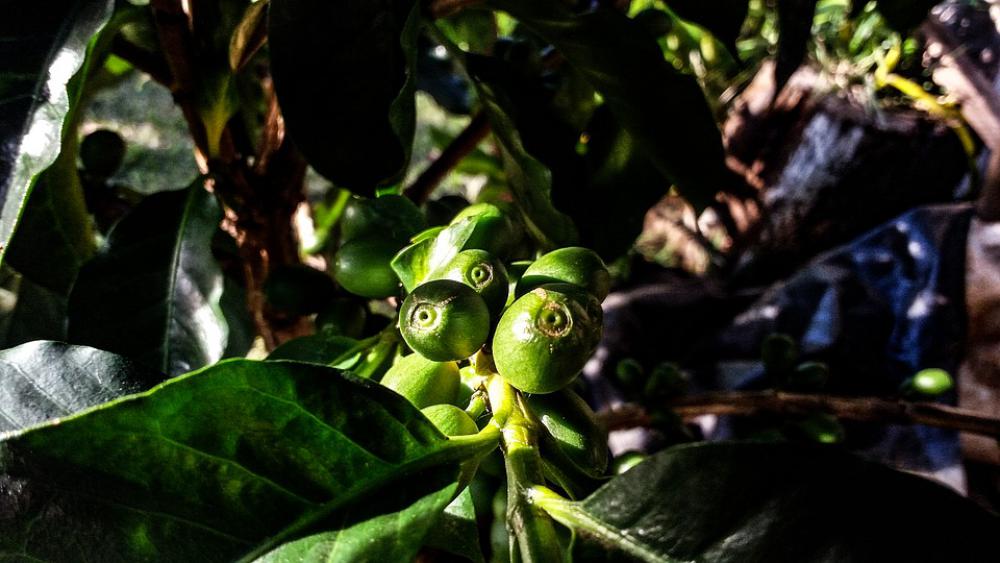 Coffee Nature Flowers Food Aroma Caffeine Coffee Nature Flowers Food Aroma Caffeine