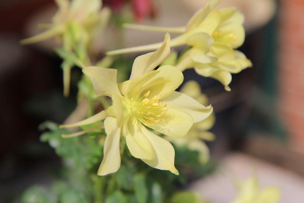 Columbine Ancolie Yellow Flowering Spring Flower Columbine Ancolie Yellow Flowering Spring Flower