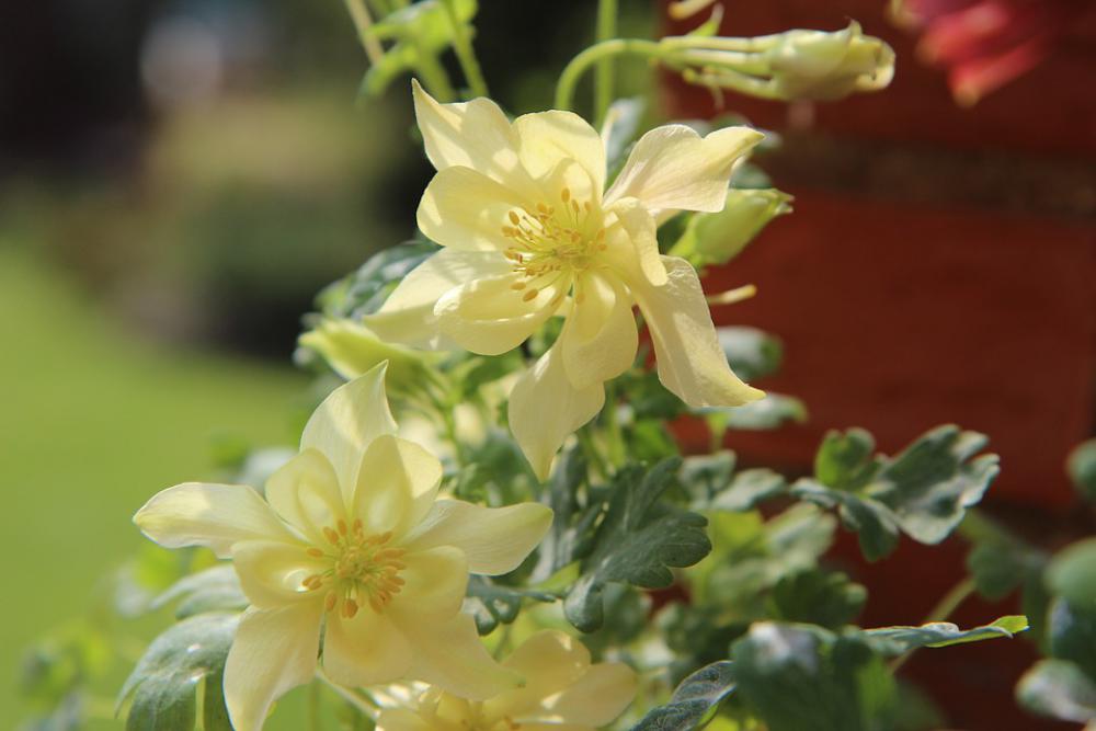 Columbine Ancolie Yellow Flowering Spring Flower Columbine Ancolie Yellow Flowering Spring Flower