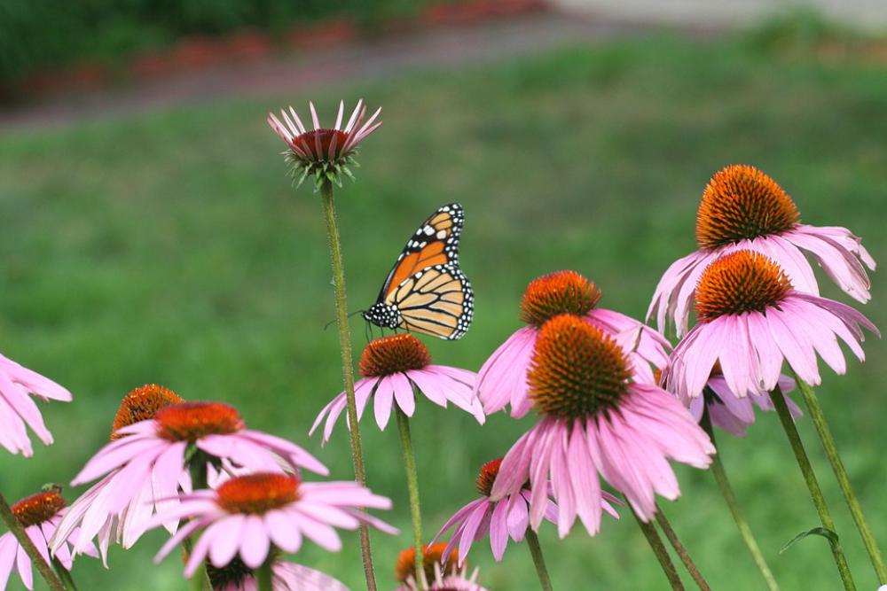 Cone Flower Monarch Summer Pollination Wildflowers Cone Flower Monarch Summer Pollination Wildflowers