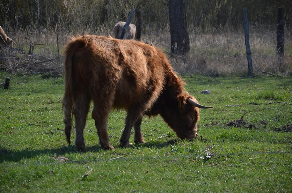 Cows Nature Spring Cattle Animals Cows Nature Spring Cattle Animals