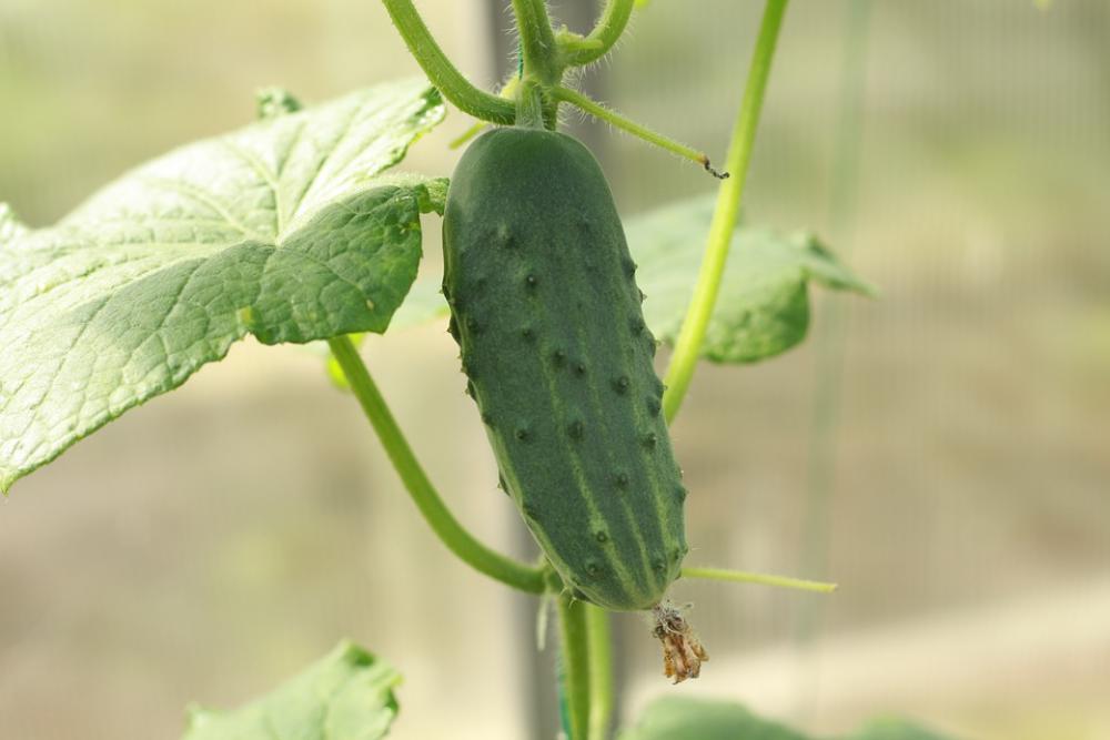 Cucumber Garden Vegetables Food Nutrition Green Cucumber Garden Vegetables Food Nutrition Green