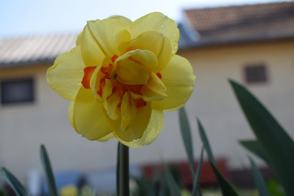 Daffodil Spring Flower Nature Yellow Blooms At Daffodil Spring Flower Nature Yellow Blooms At