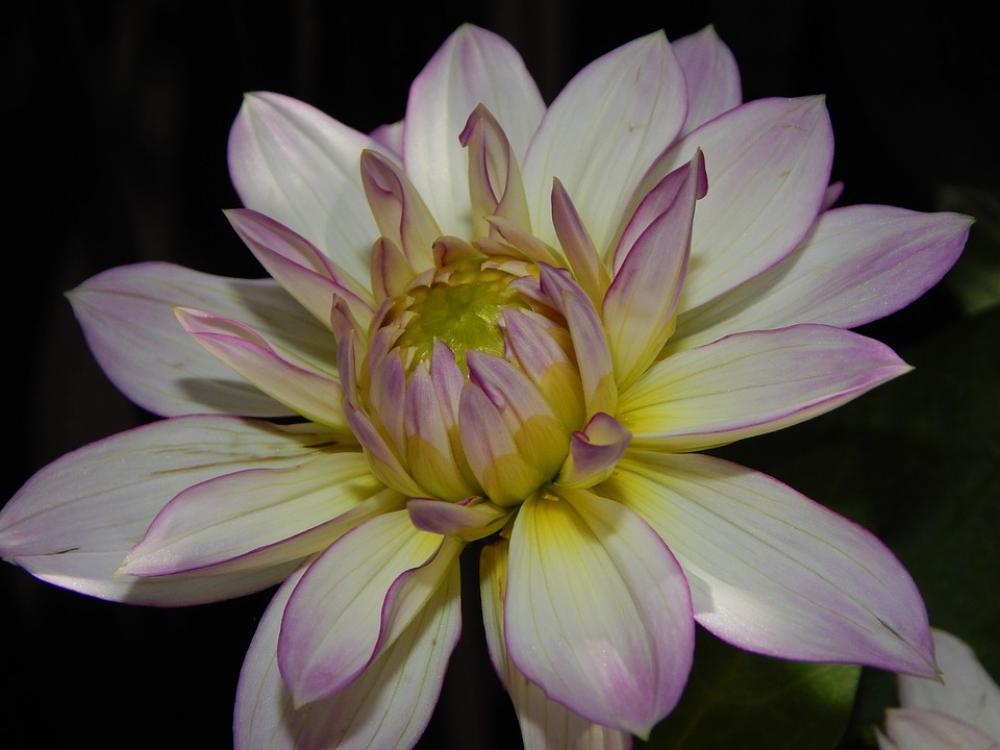 Dahlia Blossom Bloom Summer Pink Dahlia Blossom Bloom Summer Pink
