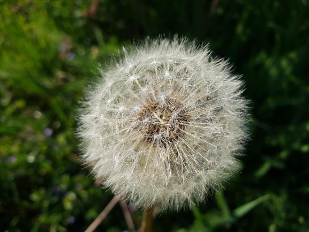 Dandelion Closeup Nature Plant Spring Flower Dandelion Closeup Nature Plant Spring Flower