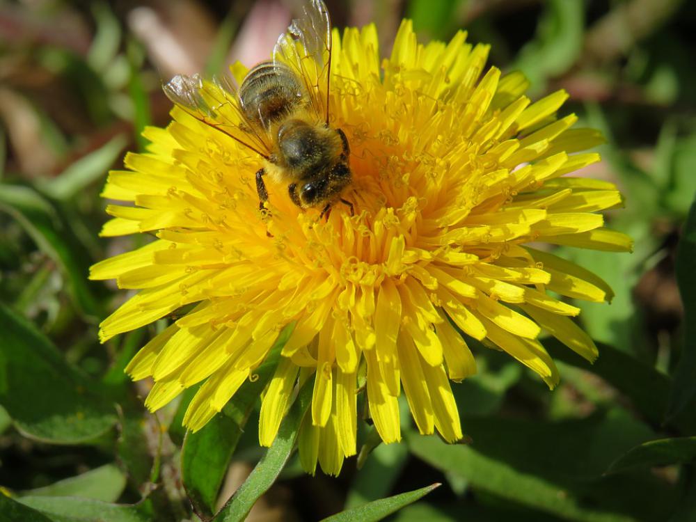 Dandelion Flower Blossom Bloom Bloom Yellow Dandelion Flower Blossom Bloom Bloom Yellow