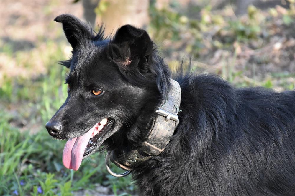 Dog Black Pet Animal Head Walking Nature Outdoor Dog Black Pet Animal Head Walking Nature Outdoor