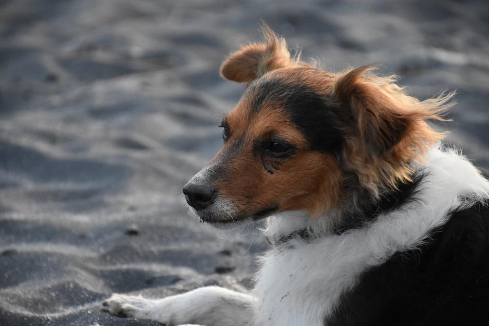 Dog Sand Pet Dogs Pets Puppy Dog Sand Pet Dogs Pets Puppy