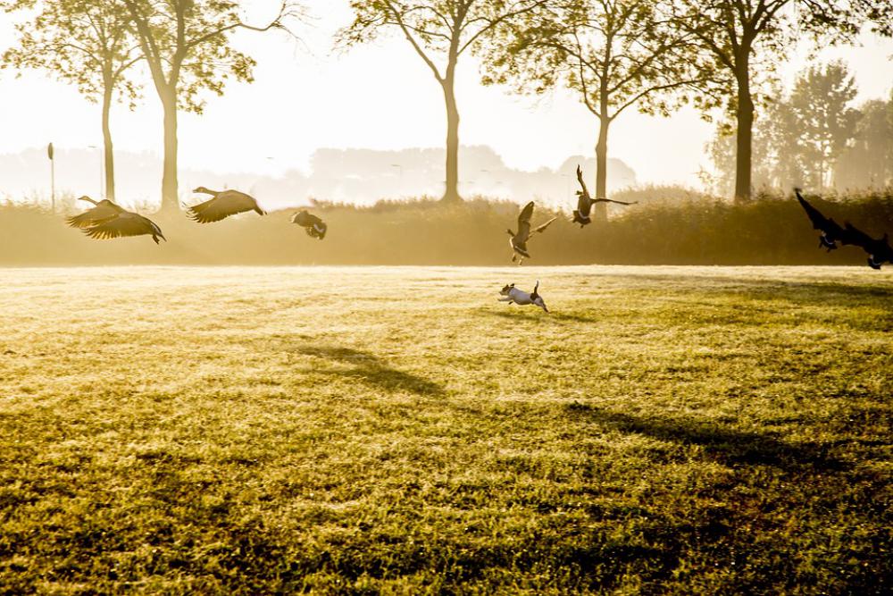 Dog Hunt Animals Hunting Dog Hunt Animals Hunting