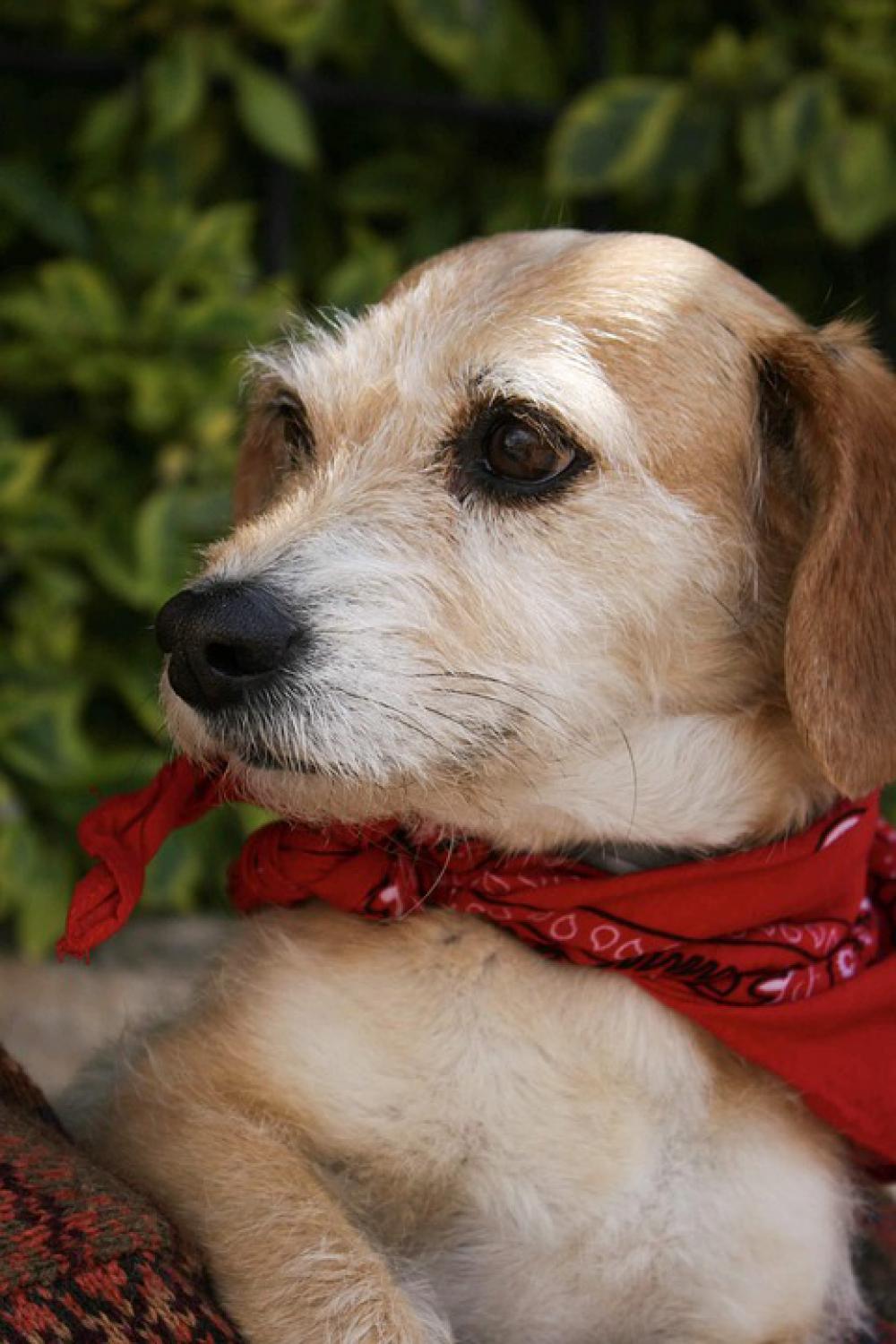 Dog Pup Puppy Animal Cute Bandana Domestic Dog Pup Puppy Animal Cute Bandana Domestic