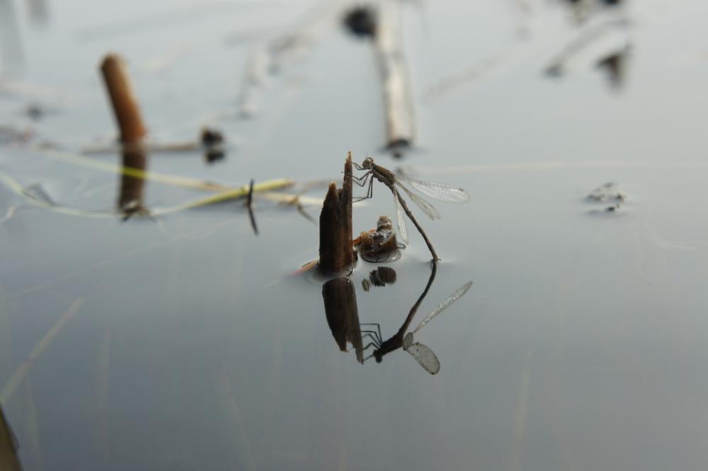 Dragonfly Reflection Water Reed Insect Dragonfly Reflection Water Reed Insect