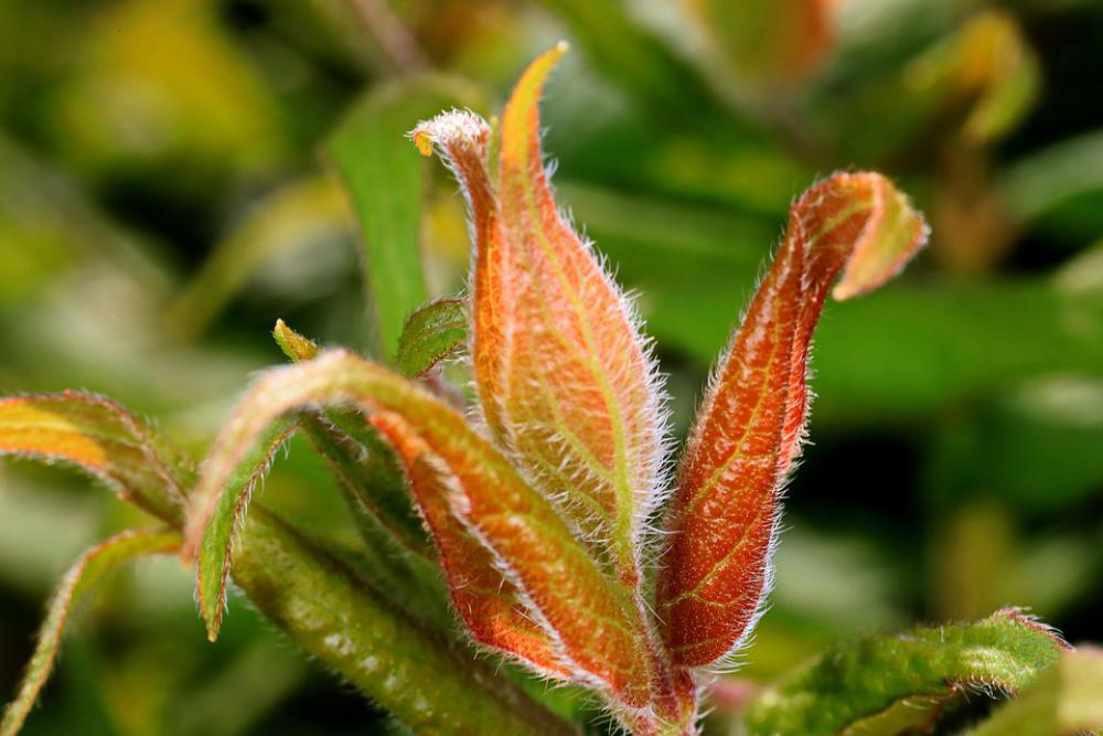 Engine Spring Nature Plant Growth Close Up Leaves Engine Spring Nature Plant Growth Close Up Leaves
