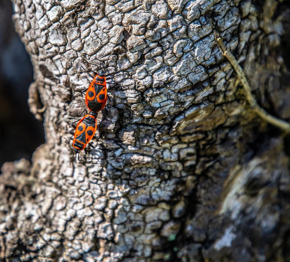 Fire Bugs Bugs Fire Bug Close Up Insect Red Fire Bugs Bugs Fire Bug Close Up Insect Red