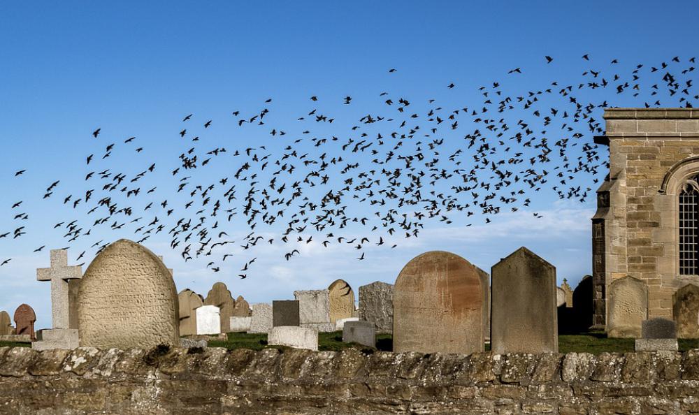 Flock Of Birds Stare Star Swarm Natural Spectacle Flock Of Birds Stare Star Swarm Natural Spectacle