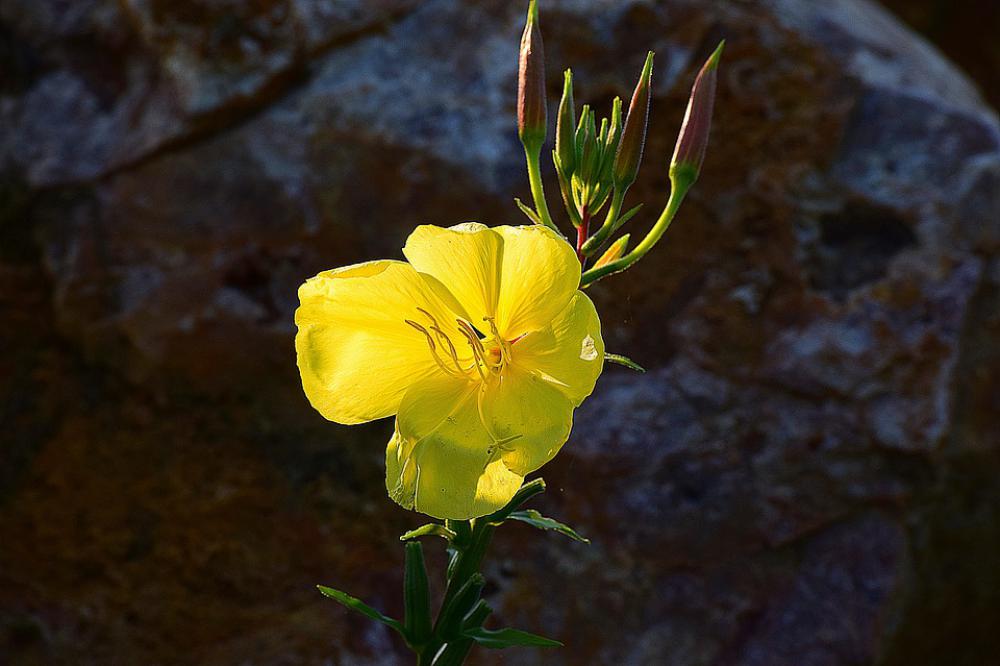 Flower Plant Yellow Blossom Bloom Nature Flower Plant Yellow Blossom Bloom Nature