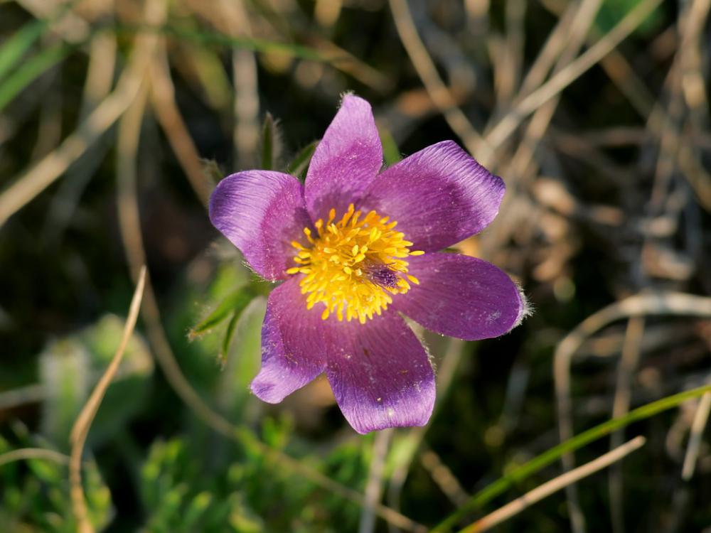 Flower Flowers Spring Nature Petal Flora Natural Flower Flowers Spring Nature Petal Flora Natural