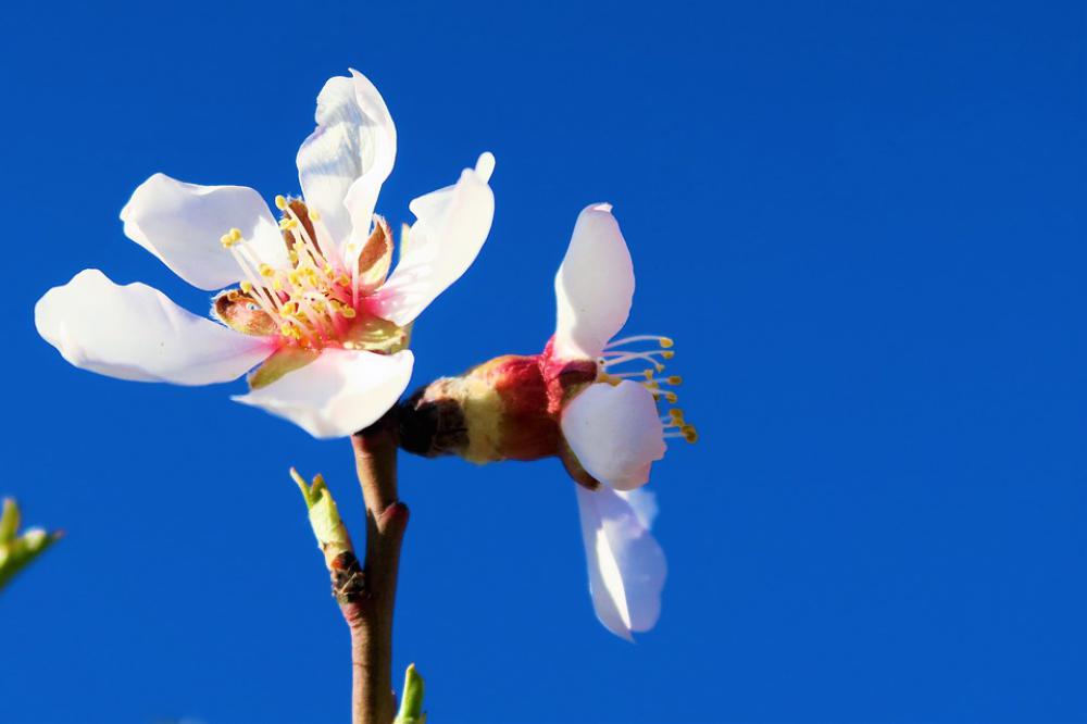 Flower Nature Plant Spring Bud Pink White Flower Nature Plant Spring Bud Pink White