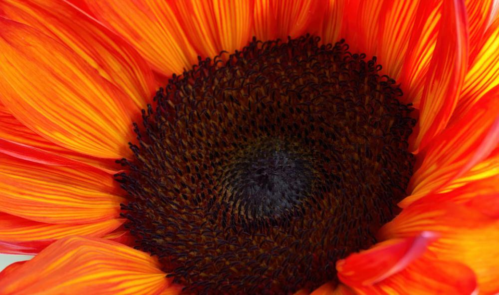 Flower Sunflower Flora Nature Yellow-Orange Flower Sunflower Flora Nature Yellow-Orange