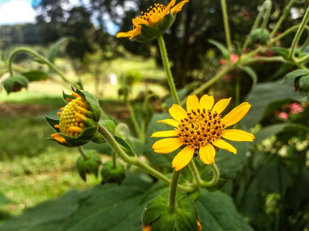 Flower Yellow Tea Garden Flowers Nature Spring Flower Yellow Tea Garden Flowers Nature Spring