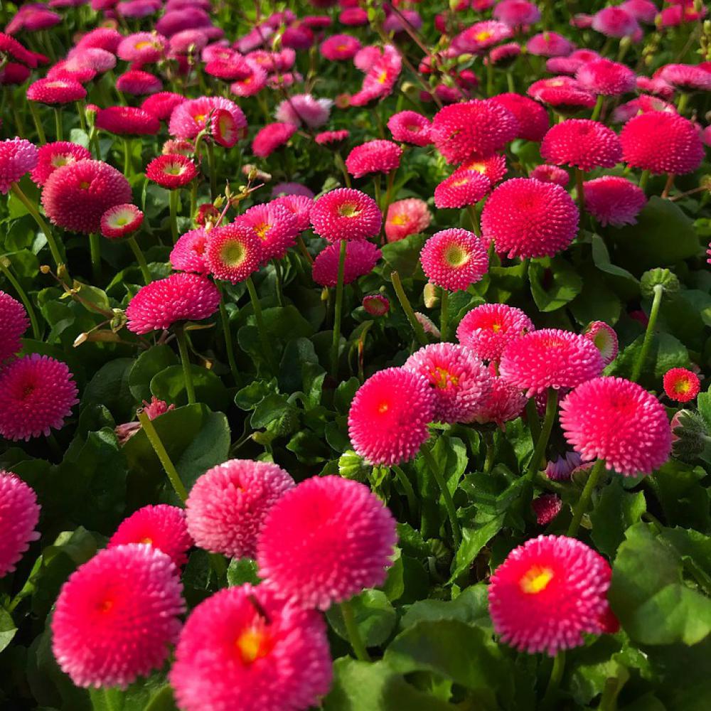 Flower Beautiful Spring Plant Istanbul Summer Flower Beautiful Spring Plant Istanbul Summer