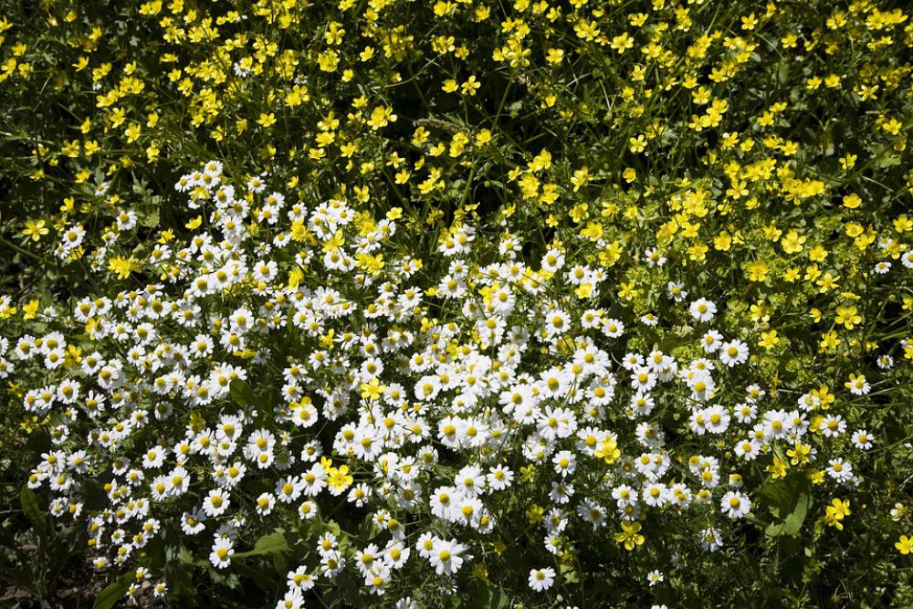 Flower Nature Spring Summer Plant Garden Flora Flower Nature Spring Summer Plant Garden Flora